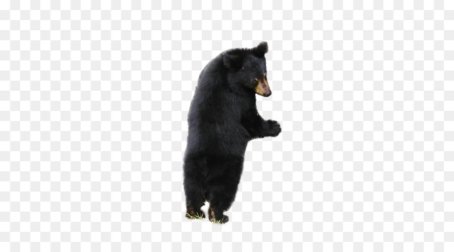 Beruang，Amerika Hitam Bear PNG