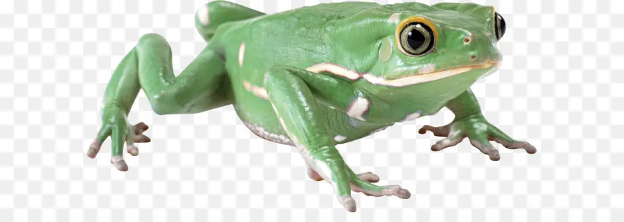 Katak，Komputer Ikon PNG