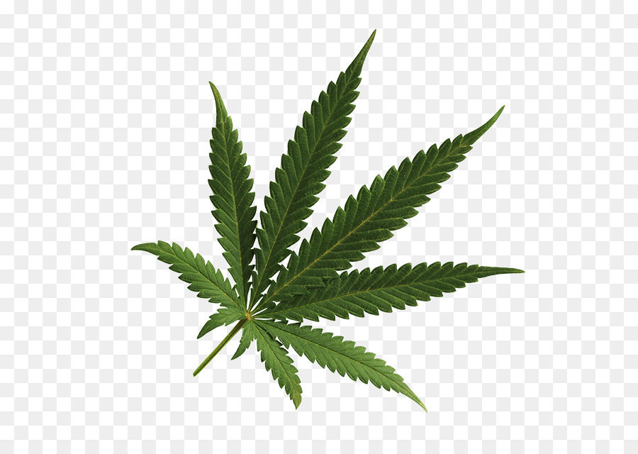  Ganja  Daun  Bintik Bintik gambar  png