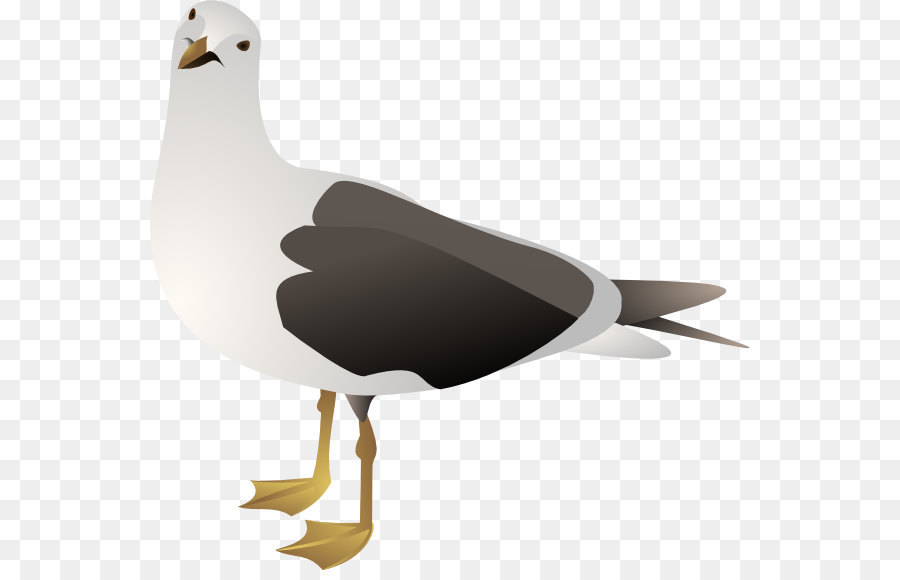 Camar，Eropa Herring Gull PNG