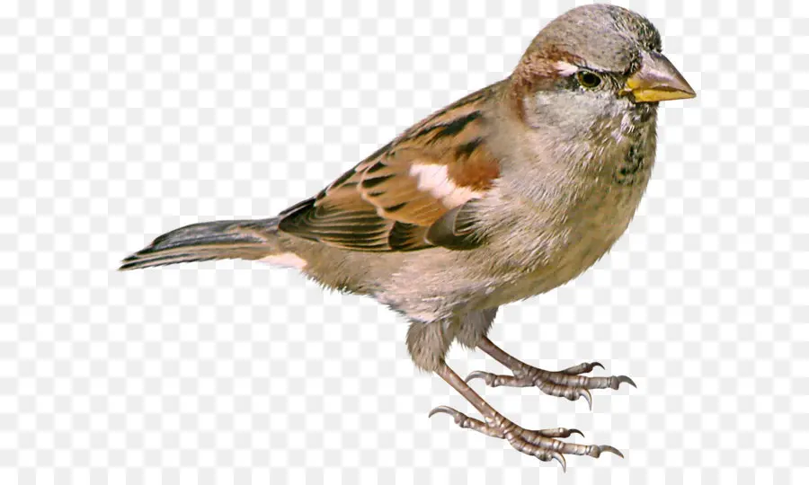 Sparrow，Burung PNG