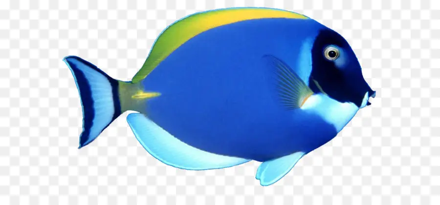 Ikan，Tropis Ikan PNG
