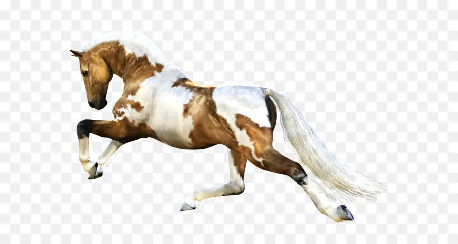 Mustang，Pony PNG