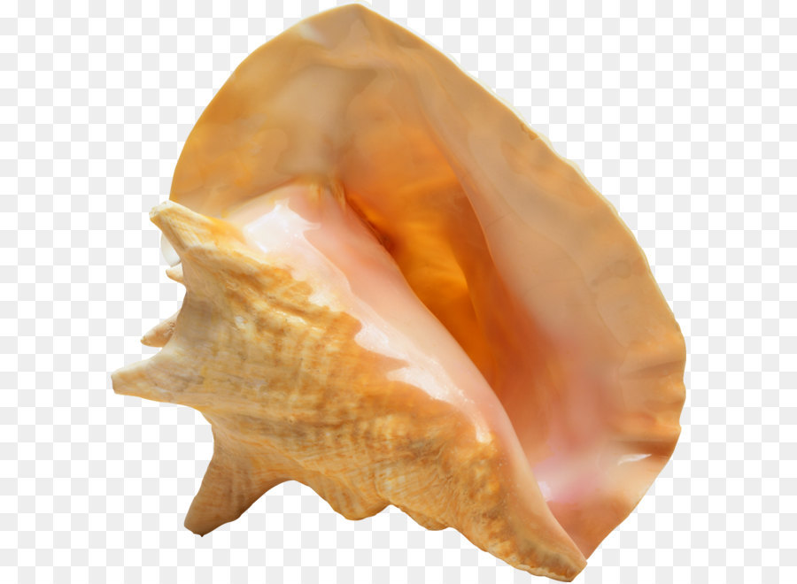 Cangkang Keong，Kerang Laut PNG