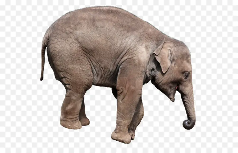 Afrika Gajah，Gajah PNG