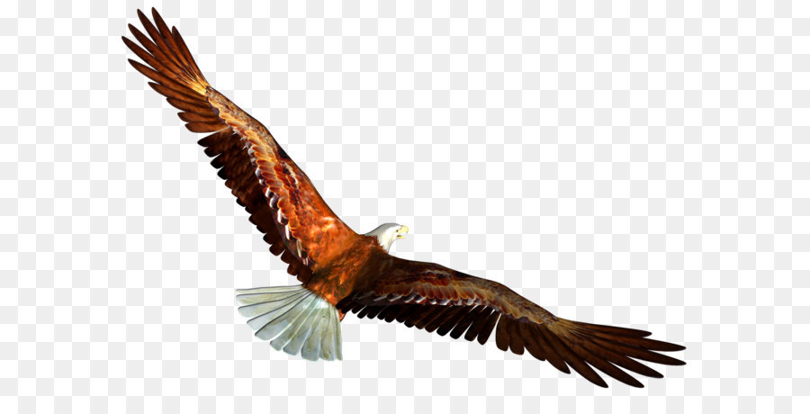 Bald Eagle，Burung PNG