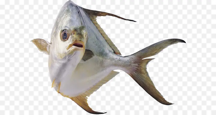 Mati Argenteus，Ikan PNG