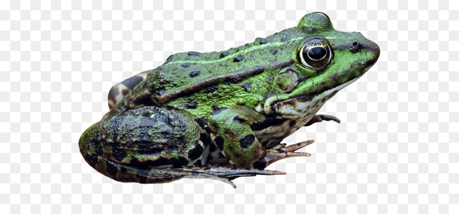 katak amerika bullfrog amfibi gambar png katak amerika bullfrog amfibi gambar png