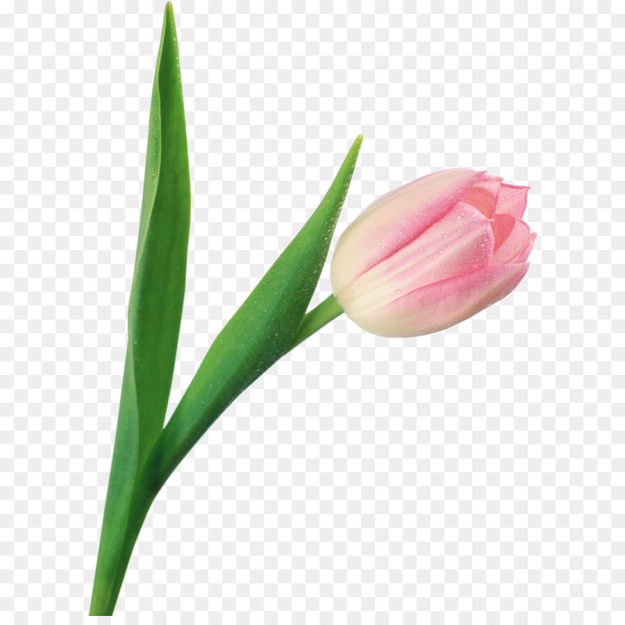 Tulip，Bunga PNG