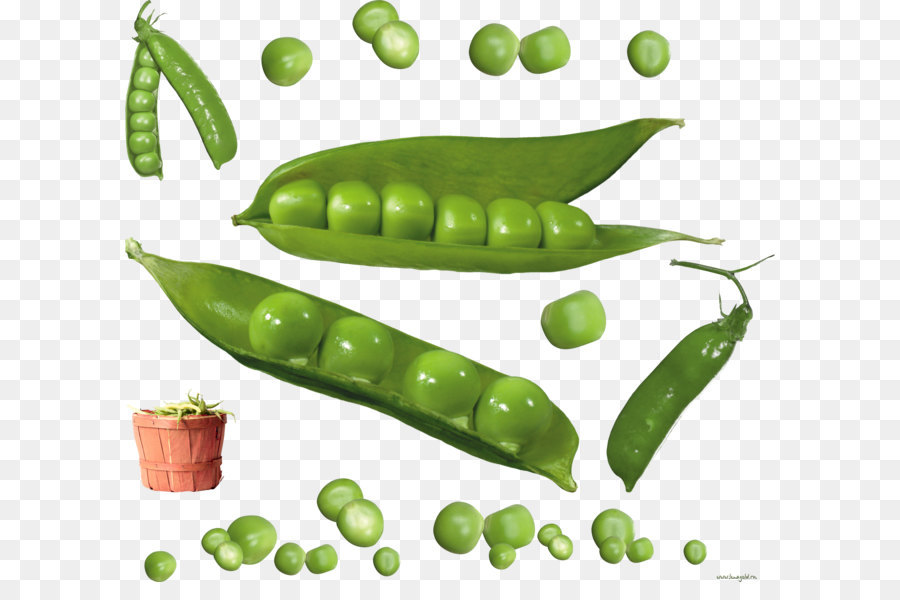 Salju Kacang，Umum Bean PNG