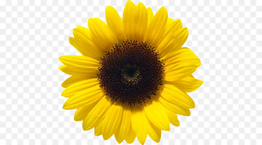 Umum Bunga Matahari，Bunga Matahari Minyak PNG