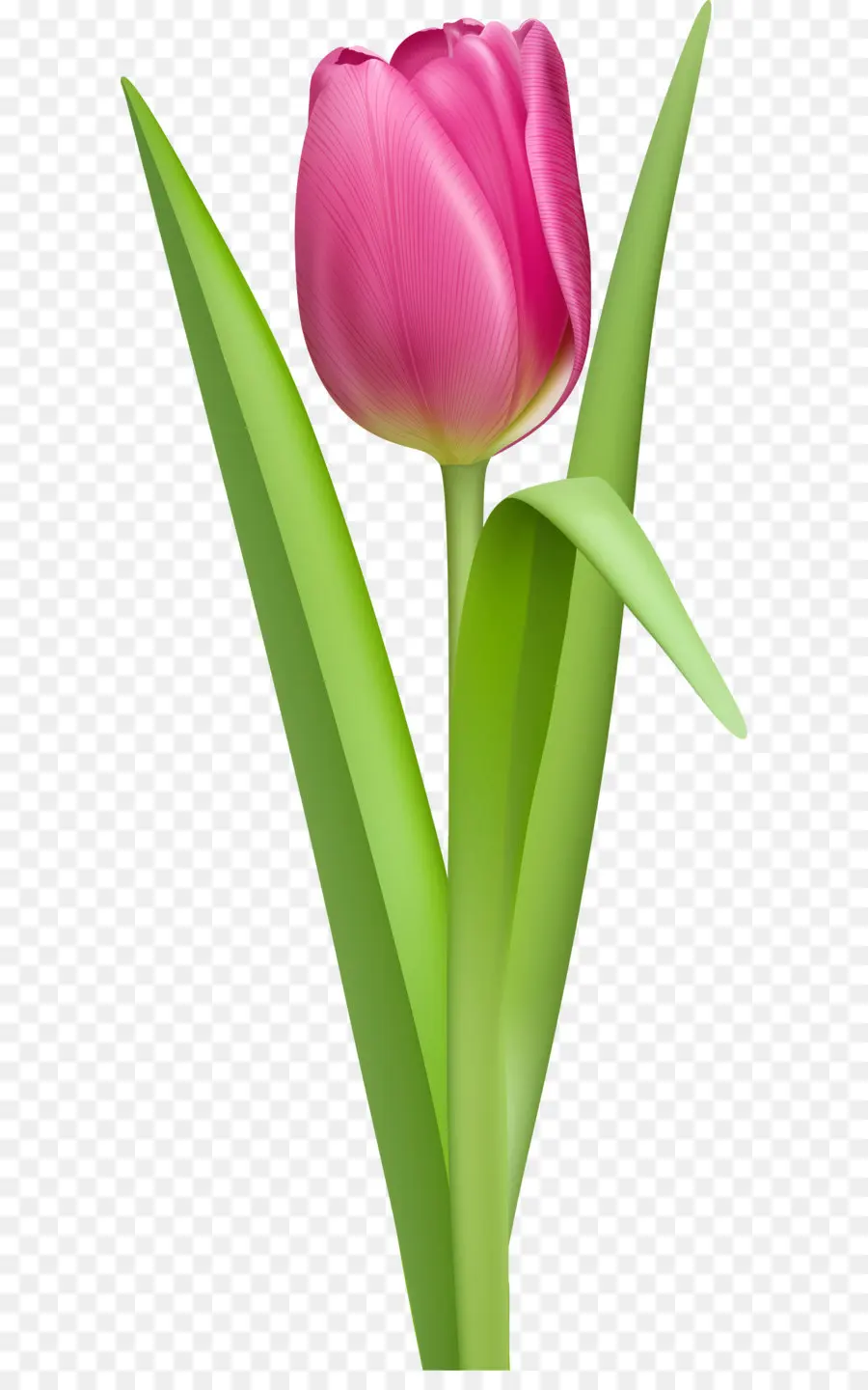 Tulip Merah Muda，Buket PNG