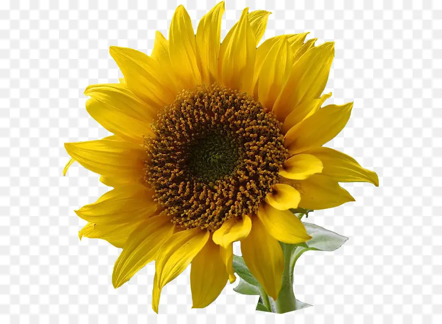 Umum Bunga Matahari，Bunga PNG