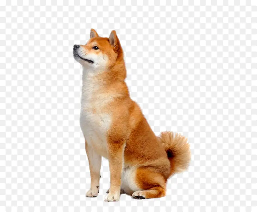 Shiba Inu，Anjing PNG