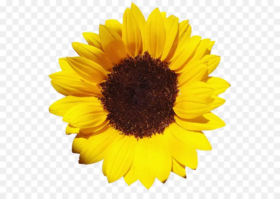 Umum Bunga Matahari，Xcf PNG