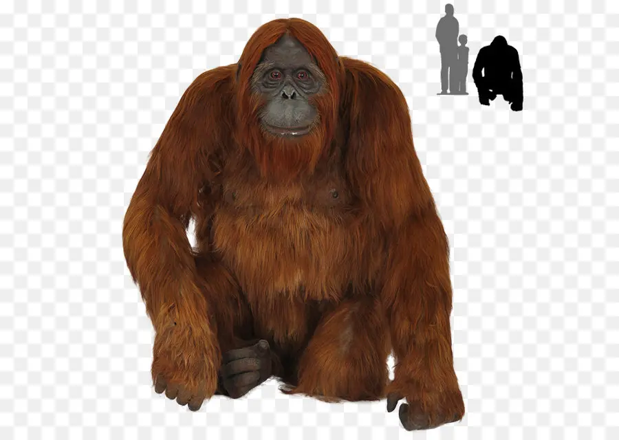 Orangutan，Primata PNG