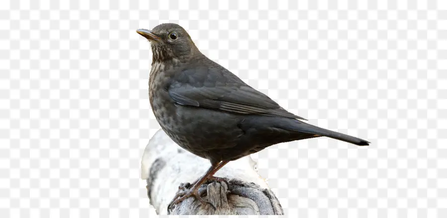 Umum Blackbird，Amerika Crow PNG