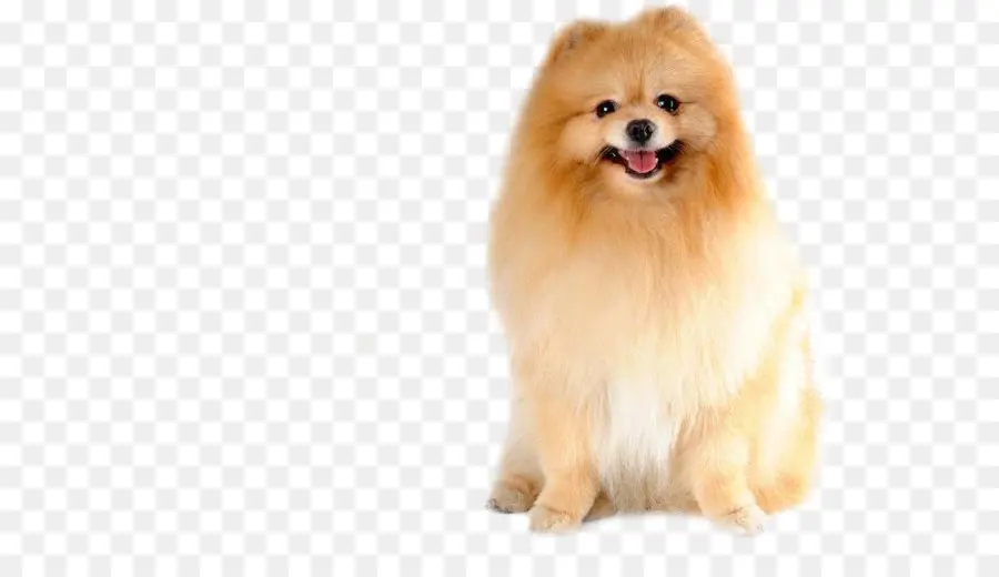 Pomeranian，Keeshond PNG