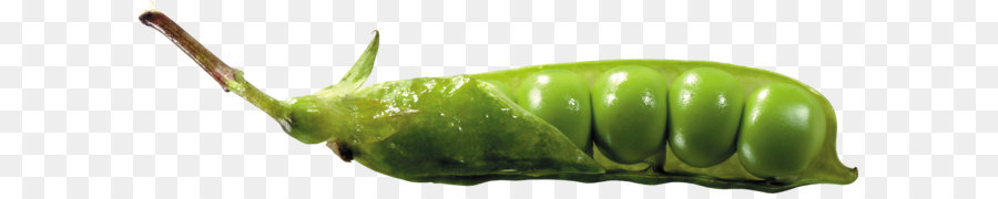 Kacang Polong，Hijau PNG