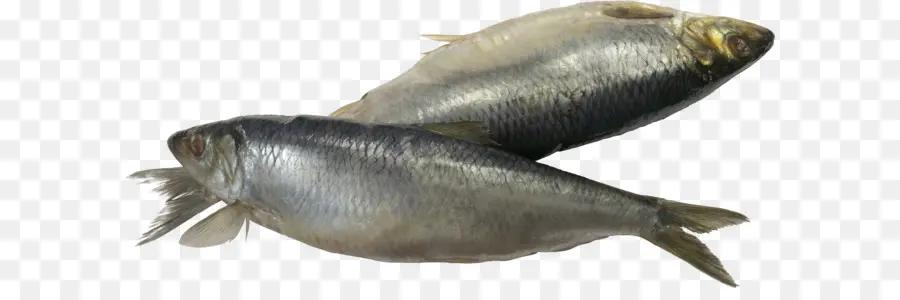 Ikan，Ikan Bandeng PNG