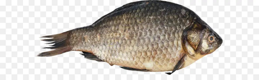 Ikan，Ikan Mas PNG