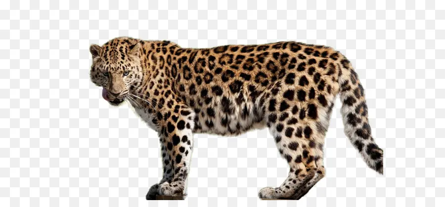 Jaguar，Amur Leopard PNG