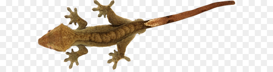 Kadal，Reptil PNG