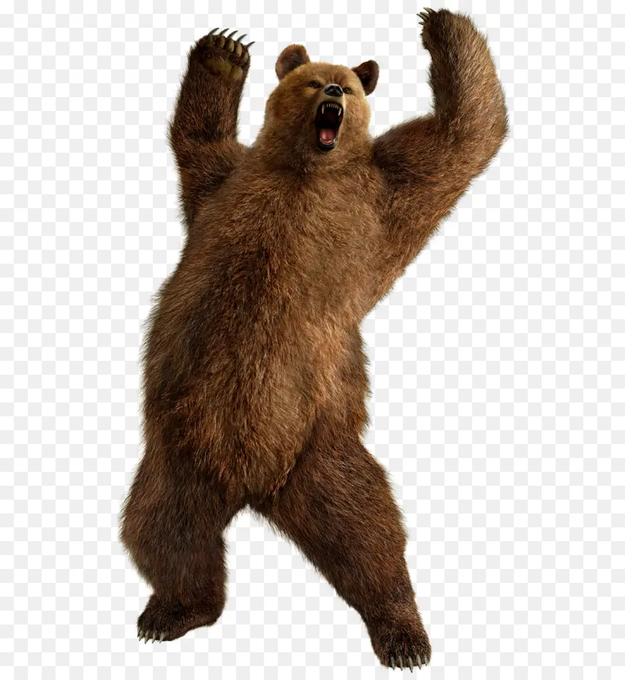Beruang，Coklat Bear PNG