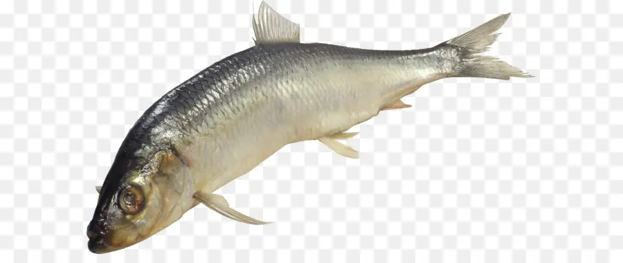 Tulang Ikan，Ikan PNG