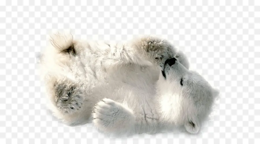 Polar Bear，Bayi Polar Bear PNG