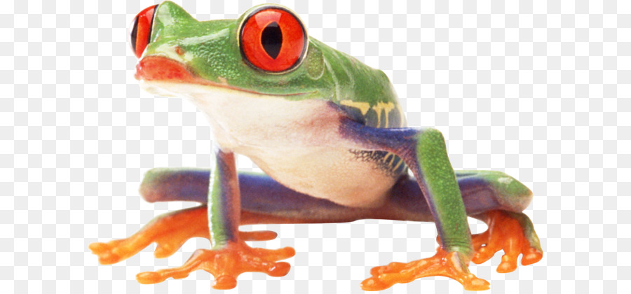 Katak，Red Eyed Tree Frog PNG