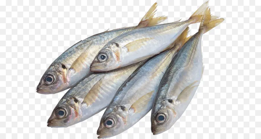 Ikan，Sarden PNG