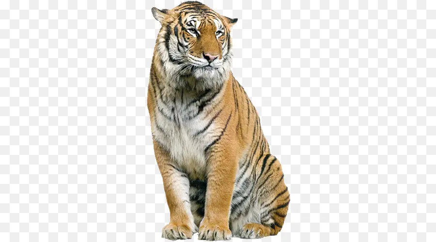 Harimau，Kucing Besar PNG