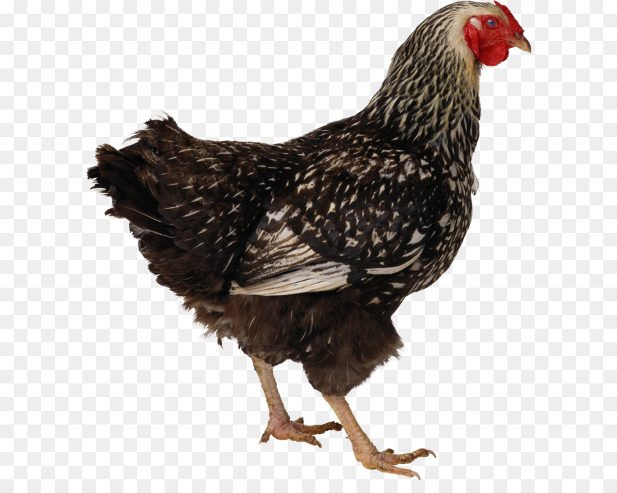 Ayam，Kerbau Wing PNG