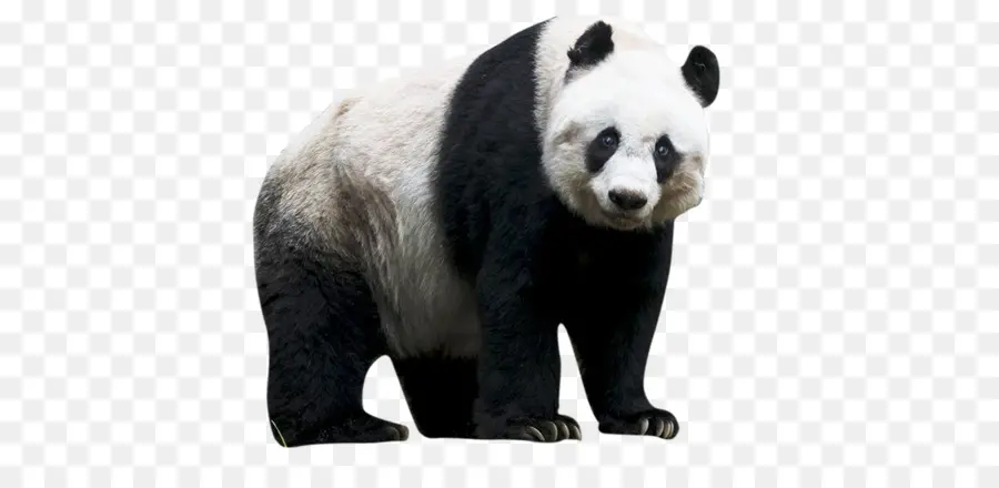 Sichuan Raksasa Panda Tempat，Raksasa Panda PNG