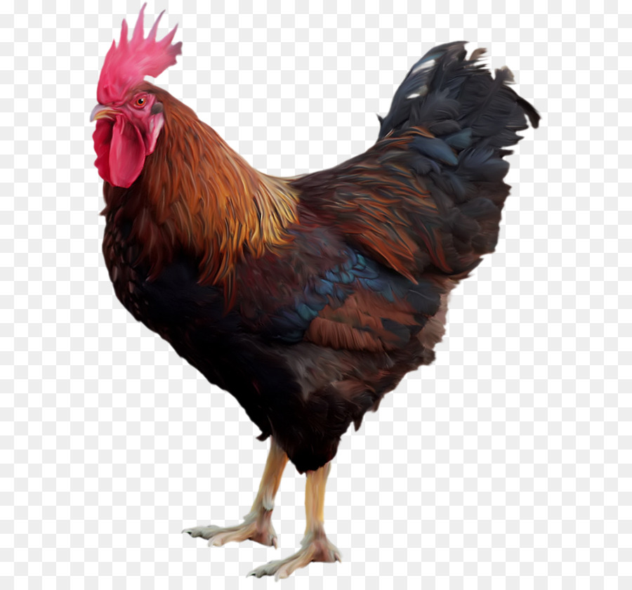 Ayam Png