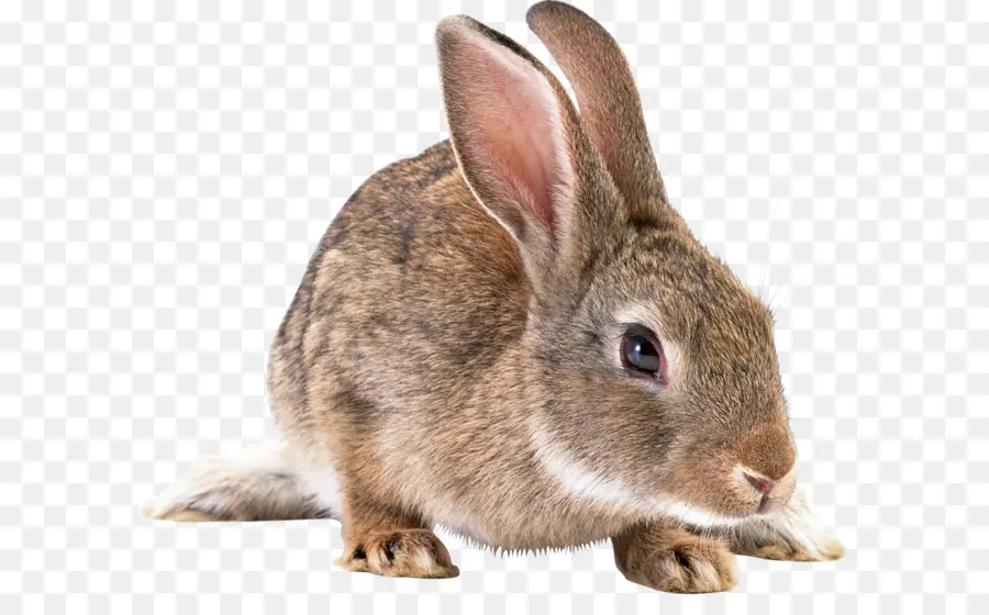 Paskah Bunny，Perancis Lop PNG