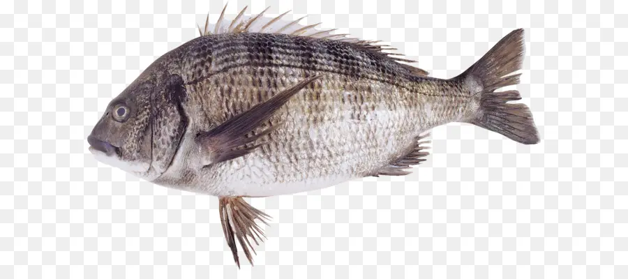 Ikan Bergaris，Akuatik PNG