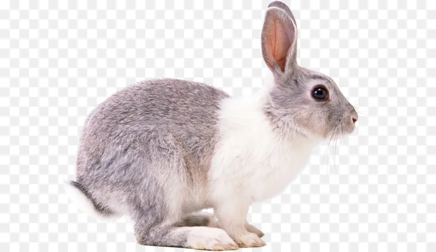 Paskah Bunny，Eropa Kelinci PNG