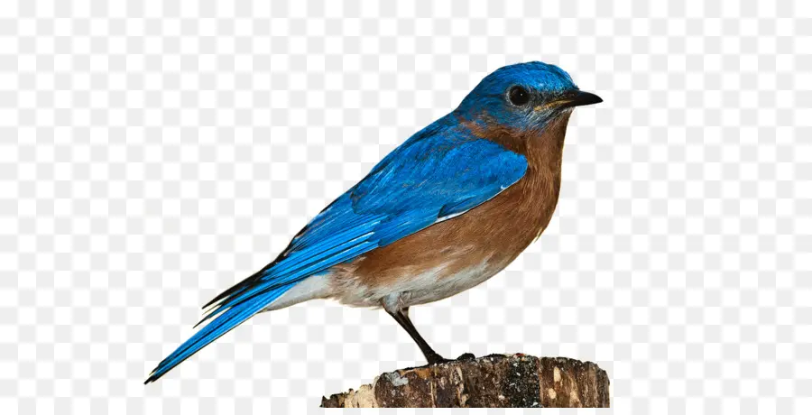 Blue Bird，Bulu PNG