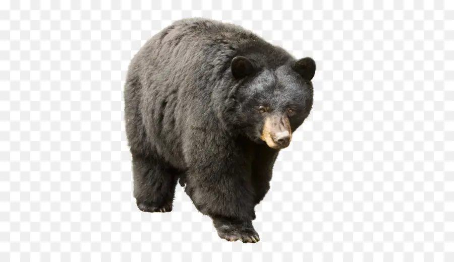 Amerika Serikat，Beruang PNG