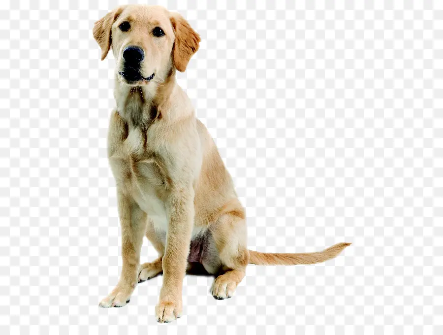 Anjing Labrador Retriever，Jenis Anjing Golden Retriever PNG