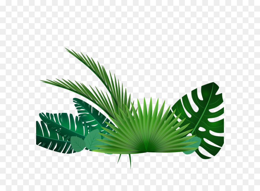 Daun, Tropis, Arecaceae gambar png