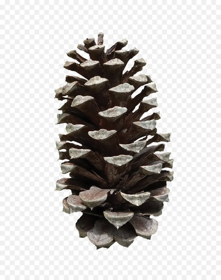 Pinus Torch，Selain Itu Cone PNG