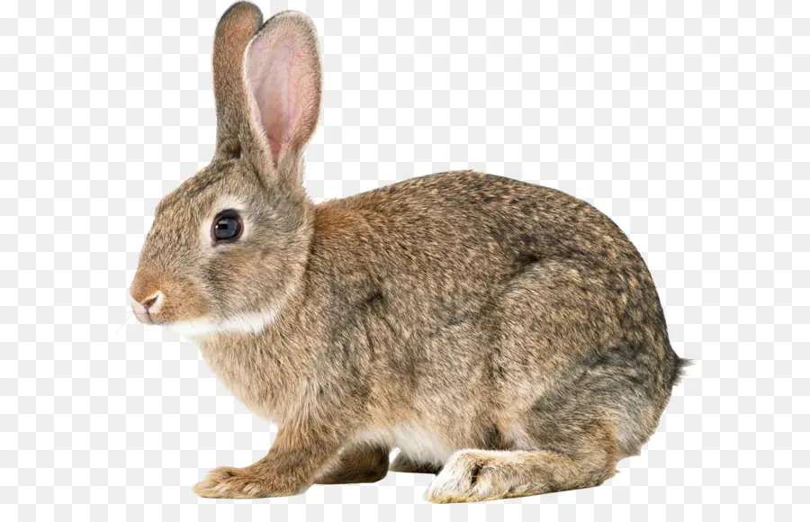 Paskah Bunny，Eropa Kelinci PNG