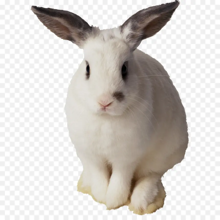 Paskah Bunny，Kelinci PNG