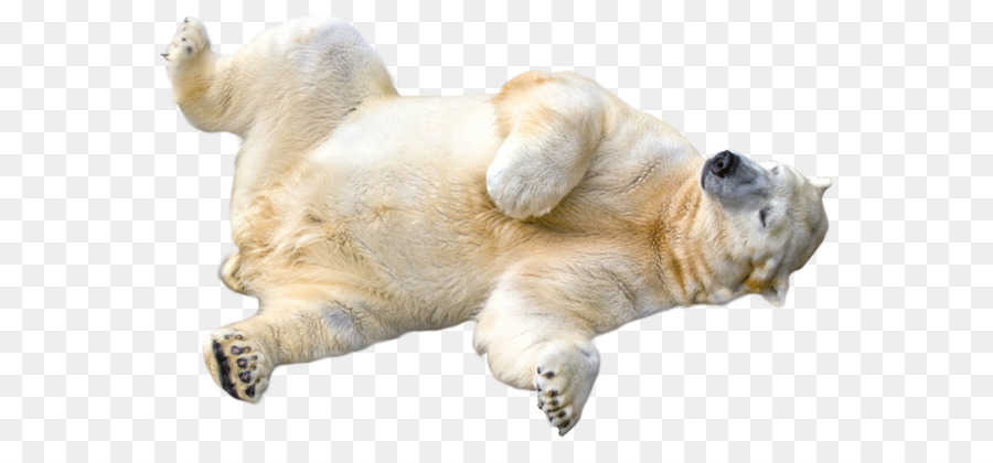 Polar Bear，Kodiak Beruang PNG