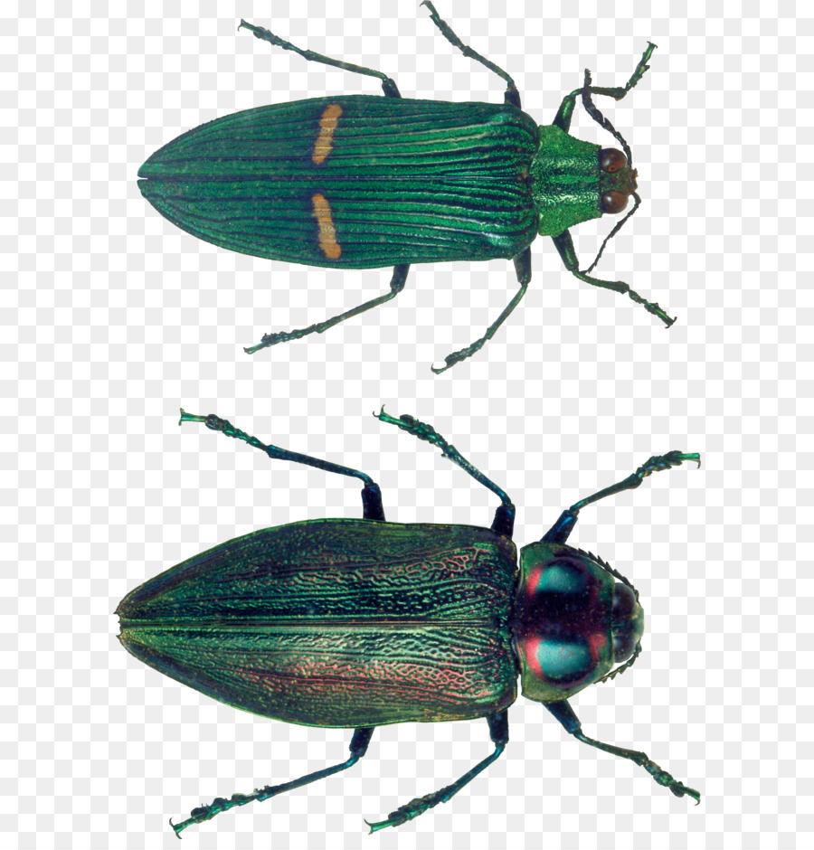 Kumbang，Komputer Ikon PNG