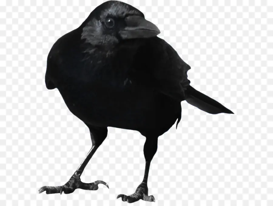 Amerika Crow，Baru Caledonian Crow PNG