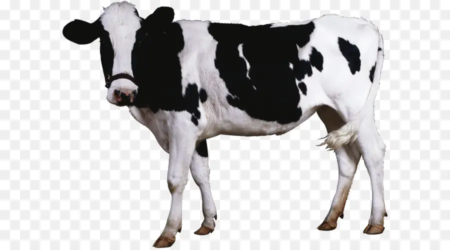 Sapi Hitam Putih，Ternak PNG